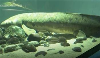 شاهد.. الكشف عن أقدم سمكة زينة حيّة في العالم عمرها قرن