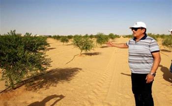«الريف المصري»: الانتهاء من زراعة 400 فدان بمحصول الزيتون بالمغرة