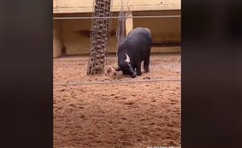 عمل بطولي.. تصرف مفاجئ من جاموس يثير دهشة زوار حديقة حيوان (فيديو)