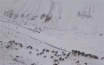 مشهد نادر.. غزلان تستمع بالثلوج الكثيفة في جبال الهيمالايا (فيديو)