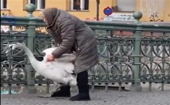 تصرف إنساني من مسنّة ألمانية ينقذ حياة بجعة تعرضت لأزمة (فيديو)