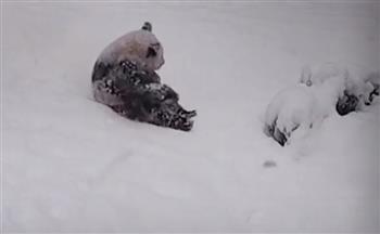عشاق الشتاء.. وصلة لعب مرحة لدببة الباندا على الثلوج في حديقة أمريكية (فيديو)