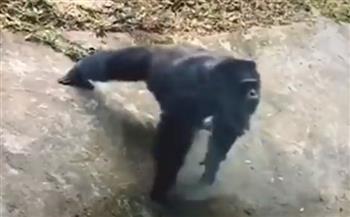 شمبانزي يمارس تمارين الضغط بطريقة مذهلة في الصين (فيديو)
