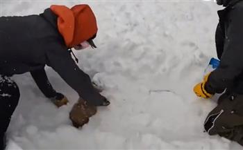بقى أسفل الجليد 20 دقيقة.. لحظة إنقاذ كلب من موت محقق (فيديو)