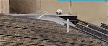 رأس كلب فوق سطح مبنى تخدع فتاة برازيلية.. ومفاجأة تصدمها (فيديو)