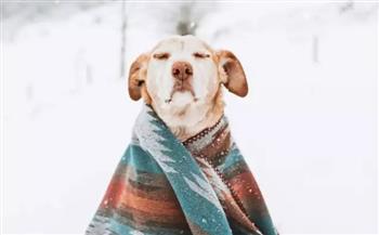 9 نصائح لرعاية الحيوانات الأليفة في فصل الشتاء 