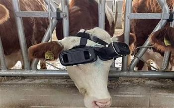 «بيدلعها».. مزارع يشتري نظارات واقع افتراضي لأبقاره