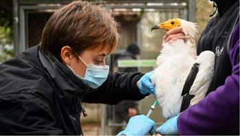 وزير الزراعة الفرنسي: التلقيح هو الحل الوحيد لمكافحة انفلونزا الطيور
