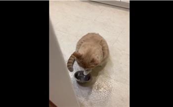 قط طريف ينتظر وجبته يحقق ملايين المشاهدات (فيديو)