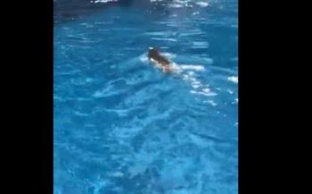 مفاجأة صادمة لرواد حمام سباحة بأحد الفنادق.. (فيديو)