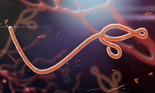 الخطر القادم على البشر.. فيروس غريب يشبه الإيبولا يتسبب في جائحة