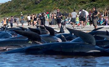 للمرة الثانية خلال ساعات.. جنوح سرب من الحيتان في جزيرة نيوزيلندية نائية