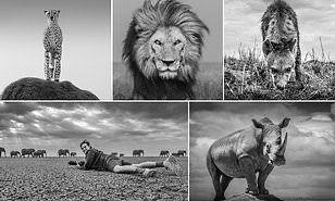 بالأبيض والأسود.. مشاهد نادرة للحيوانات المفترسة في إفريقيا (صور)