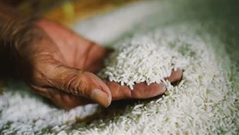 تموين كفر الشيخ: توريد أكثر من 15 ألف طن أرز شعير حتى الآن