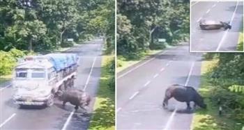 تصادم قوي بين حيوان وحيد القرن وشاحنة ضخمة.. ما حدث صادما (فيديو)