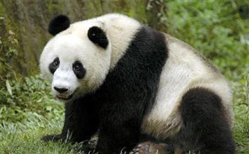 تضاعف أعداد حيوانات الباندا العملاقة الأسيرة في العالم
