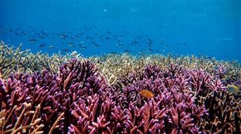 دراسة جديدة: نصف الشعاب المرجانية في العالم تواجه تهديد تغير المناخ