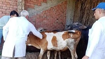 بيطري الغربية: تحصين 13 ألف رأس من الماشية ضد طاعون المجترات الصغيرة