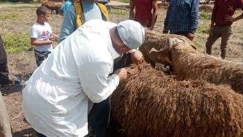 "بيطري الوادي الجديد": تحصين 18 ألف رأس من الماعز والأغنام حتى الآن
