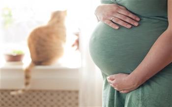 القطط خطر على المرأة الحامل