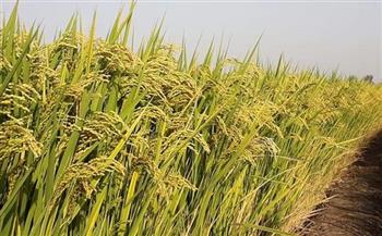 تموين الدقهلية: توريد 6697 طن أرز شعير لمواقع التسليم