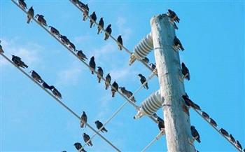 الأردن يوقع اتفاقية لمنع اصطدام الطيور بخطوط الكهرباء 