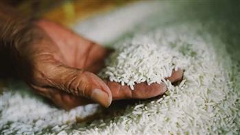 توريد 15 ألف طن أرز شعير إلى المضارب الحكومية بدمياط