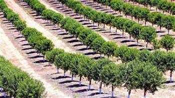  زراعة 10 آلاف شجرة مثمرة لشرم الشيخ ضمن مبادرة "100 مليون شجرة"