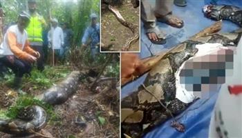 ابتاع سيدة في الغابة.. ثعبان ضخم يتسبب في صدمة بإندونيسيا (فيديو)