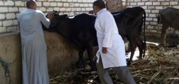 وزير الزراعة: تحصين أكثر من 714 ألف رأس ماشية ضد طاعون المجترات الصغيرة