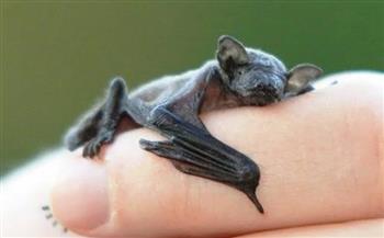أصغر حيوان في العالم.. أبرز المعلومات عن خفاش النحلة الطنانة