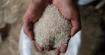 التموين: توافر الأرز بسعر 10.5 جنيه في المجمعات والمنافذ