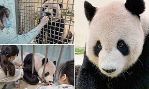 حيوان الباندا يوحد تايوان وبكين من أجل شفائه
