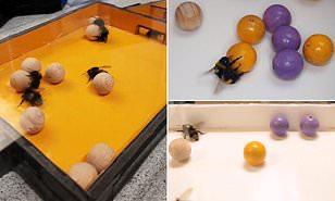 دراسة عن النحل تثبت أن الحشرات «تلعب» تماما مثل البشر