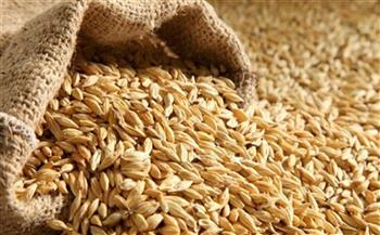 تموين كفر الشيخ: توريد أكثر من 9151 طنا من أرز الشعير