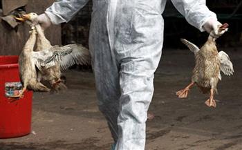 أوروبا تسجل أسوأ أزمة إنفلونزا طيور على الإطلاق