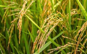 "تموين كفرالشيخ": توريد أكثر من 27 ألف طن أرز شعير حتى الآن
