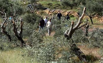 مستوطنون يحطمون ويقتلعون 100 شجرة زيتون غرب الخليل