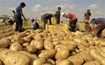 «الزراعة»: فحص 961 ألف طن من بطاطس المائدة خلال الموسم التصديري