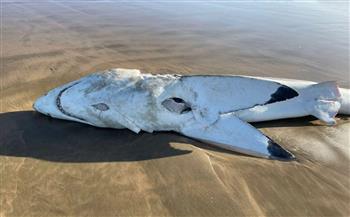 أول عملية توثيق لافتراس حيتان الأوركا لأسماك القرش الأبيض (فيديو)