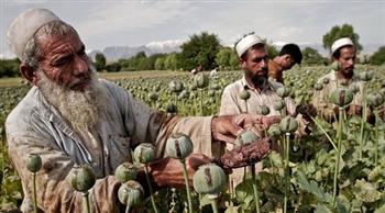 ازدهار زراعة الأفيون في أفغانستان وعوائد قياسية