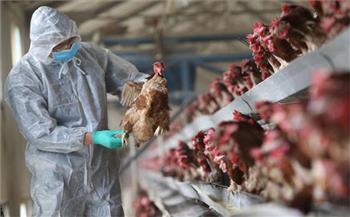 بريطانيا: فرض حجر صحي على مزارع الدواجن بسبب "أكبر انتشار لإنفلونزا الطيور"
