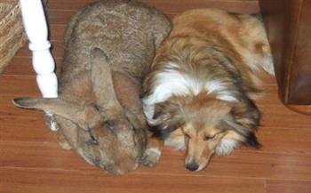 العملاق الفلمنكي.. اعرف أكبر سلالة أرانب في العالم