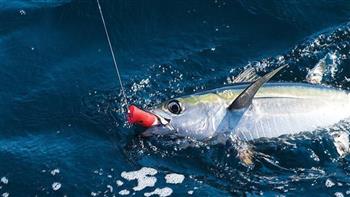 موريتانيا تطالب بحصة سنوية إضافية من صيد أسماك التونة تبلغ 200 طن