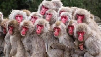 محققون أمريكيون يتهمون 8 أشخاص بإدارة شبكة دولية لتهريب القرود