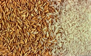 ضبط 609 أطنان أرز محجوب عن البيع في 24 ساعة