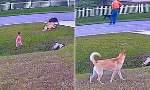 كلب ينقذ طفلا صغيرا في مشهد بطولي.. فيديو