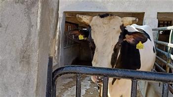 محافظ أسيوط يوجه بتحسين سلالات الماشية للنهوض بالثروة الحيوانية