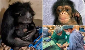 بعد انفصال 48 ساعة.. رد فعل أنثى شمبانزي بعد رؤية صغيرها يتحرك لأول مرة (فيديو)
