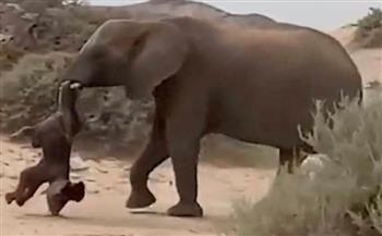 فيديو.. تصرف مؤثر من أنثى فيل تجاه رضيعها بعد وفاته